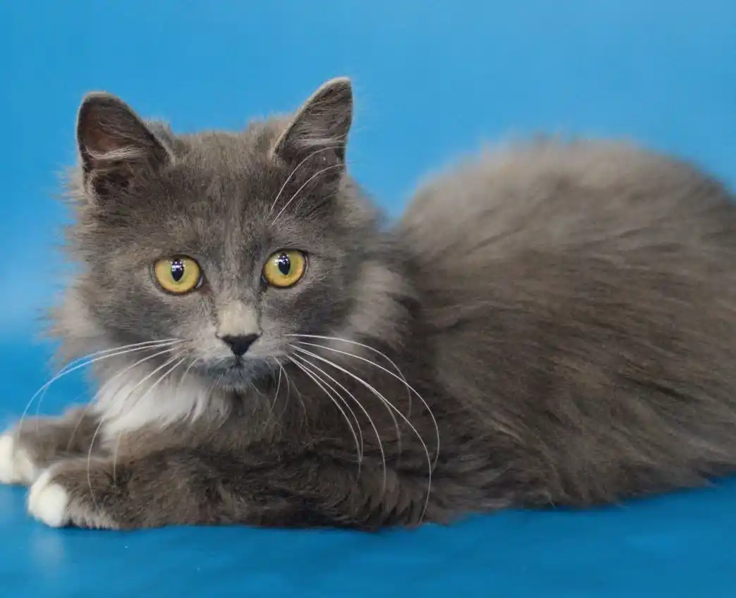 Котик Максим в добрые руки - Животные в Москва