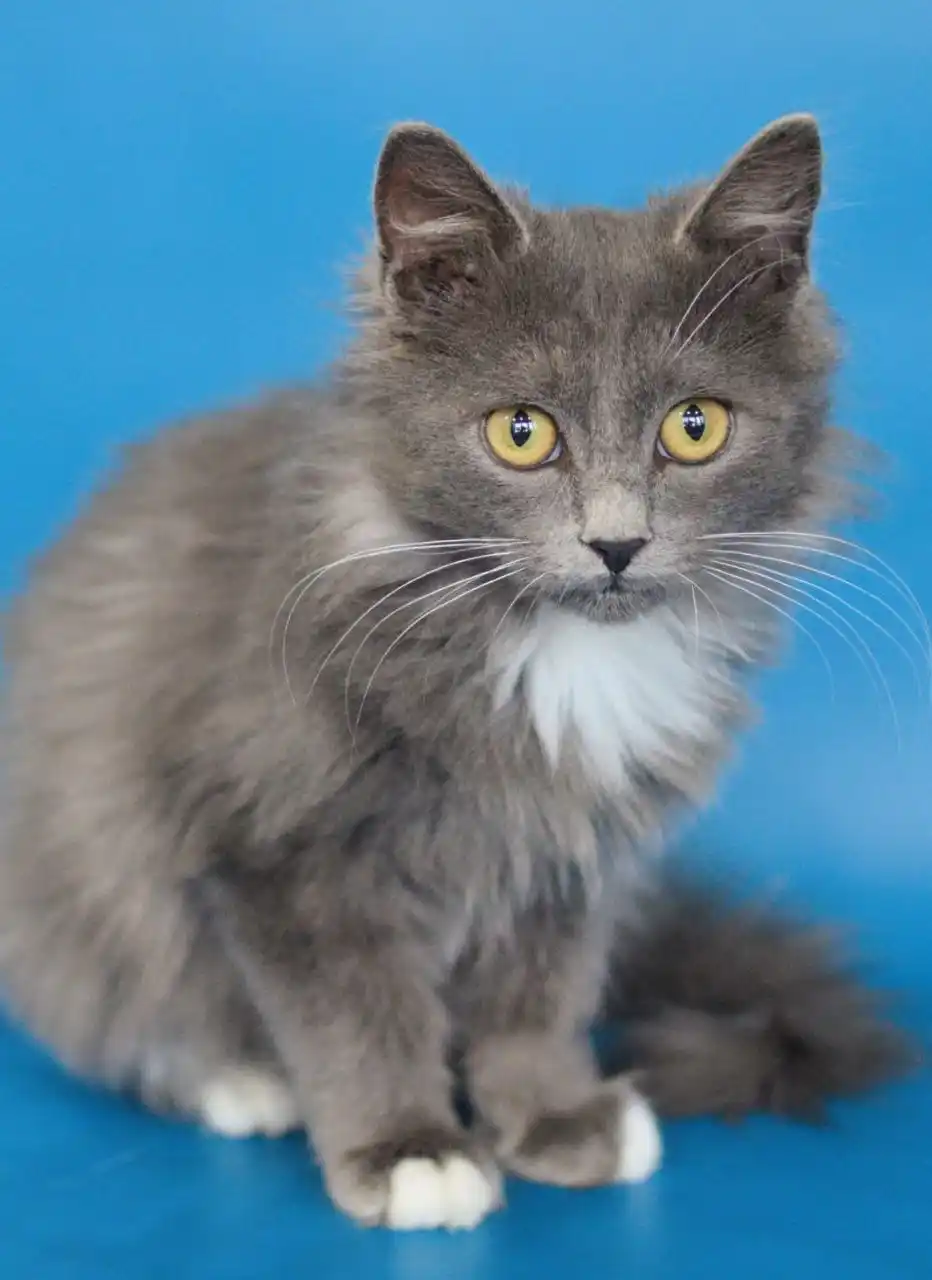 Котик Максим в добрые руки