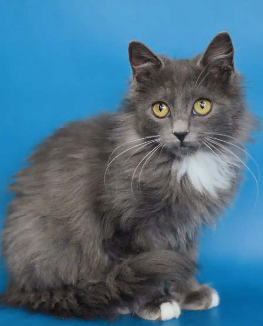 Котик Максим в добрые руки