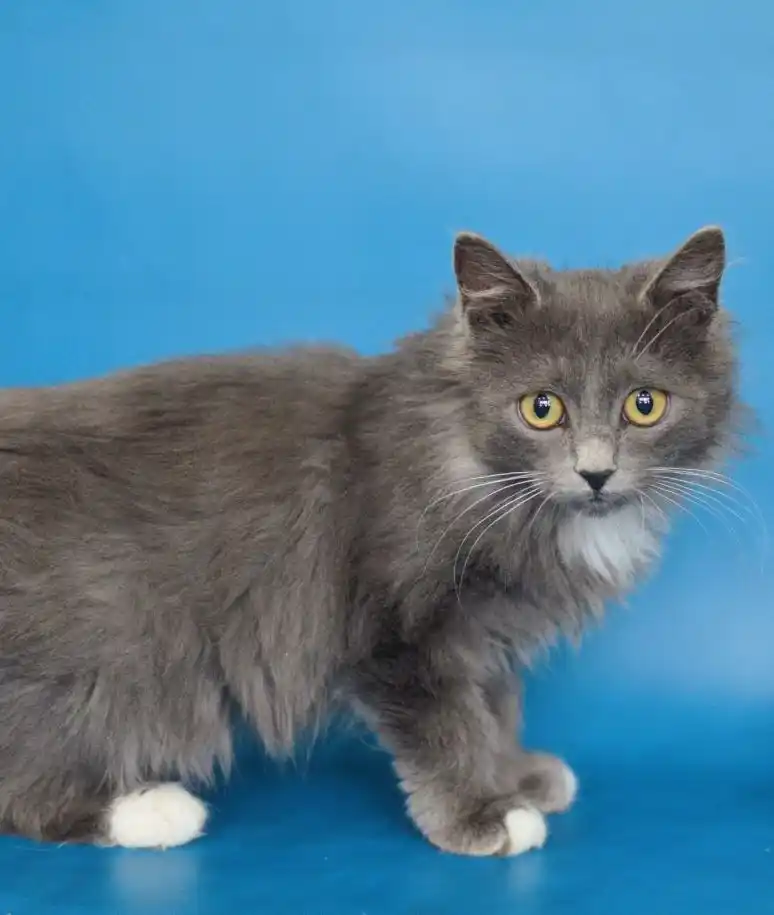 Котик Максим в добрые руки