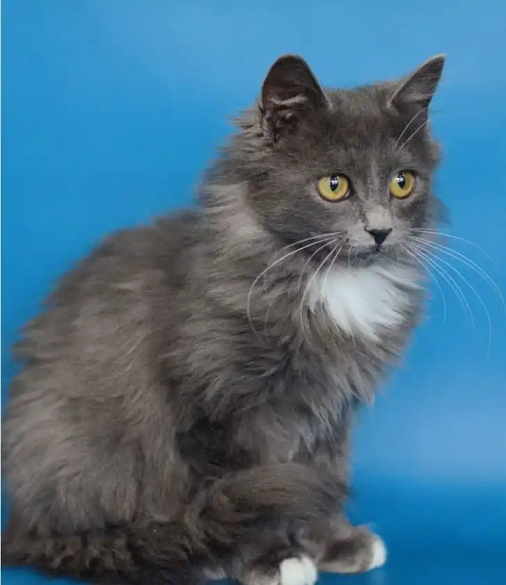 Котик Максим в добрые руки