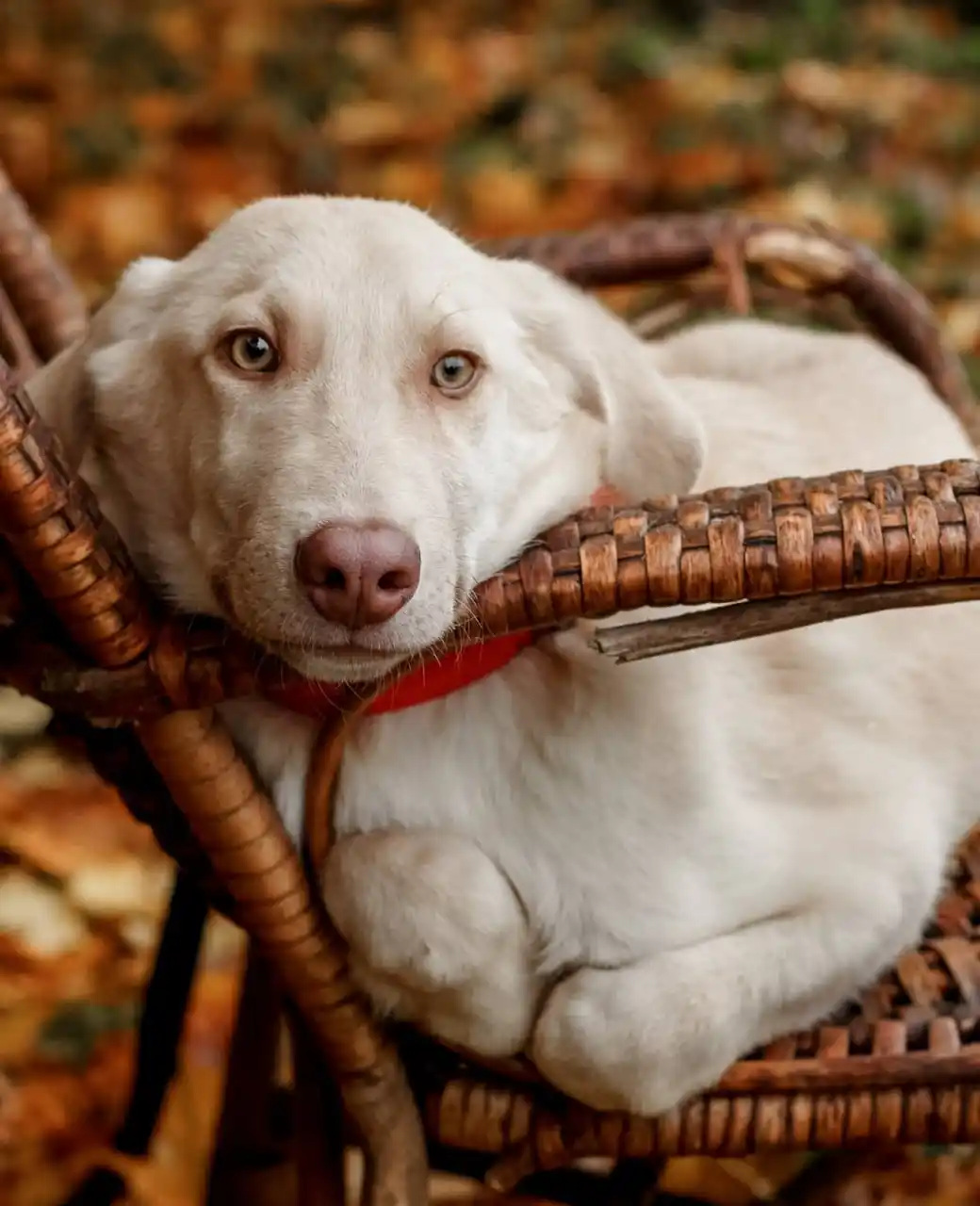 Фаворит - красивый молодой пёс - Животные в Москва