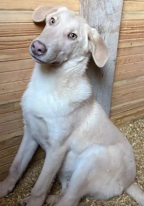 Фаворит - красивый молодой пёс