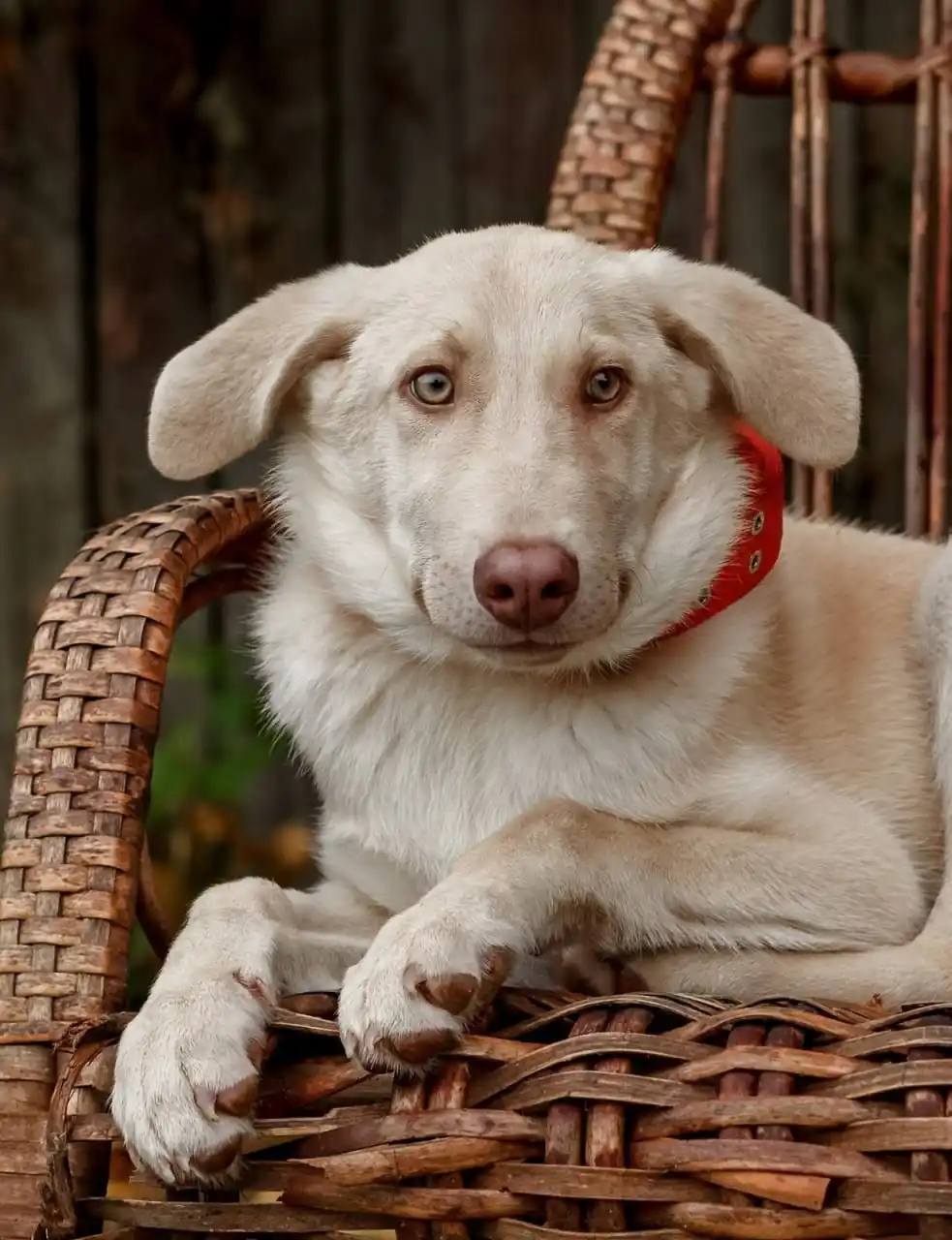 Фаворит - красивый молодой пёс