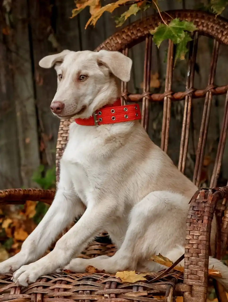 Фаворит - красивый молодой пёс