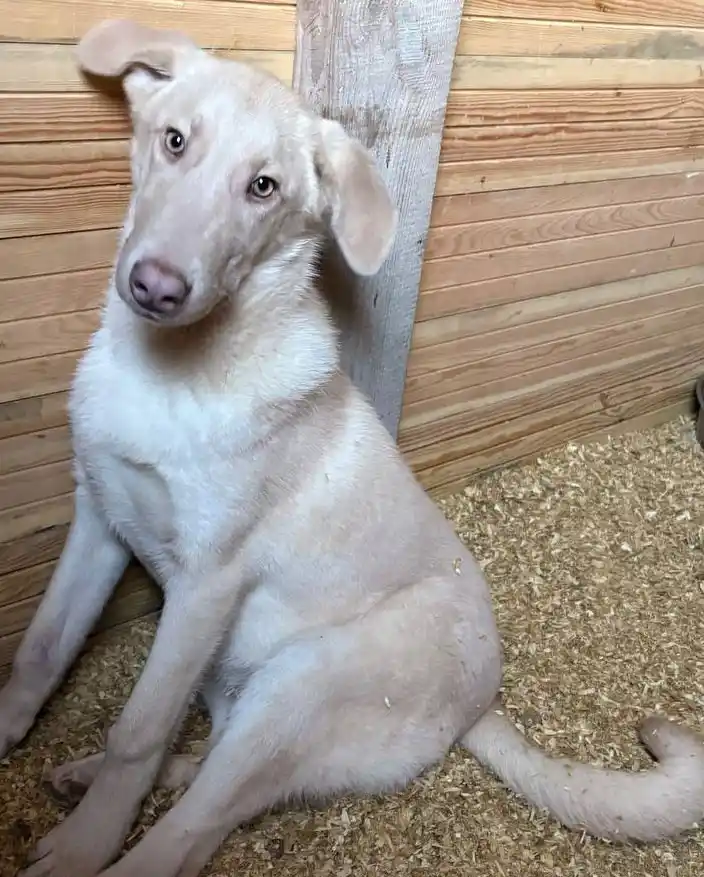 Фаворит - красивый молодой пёс