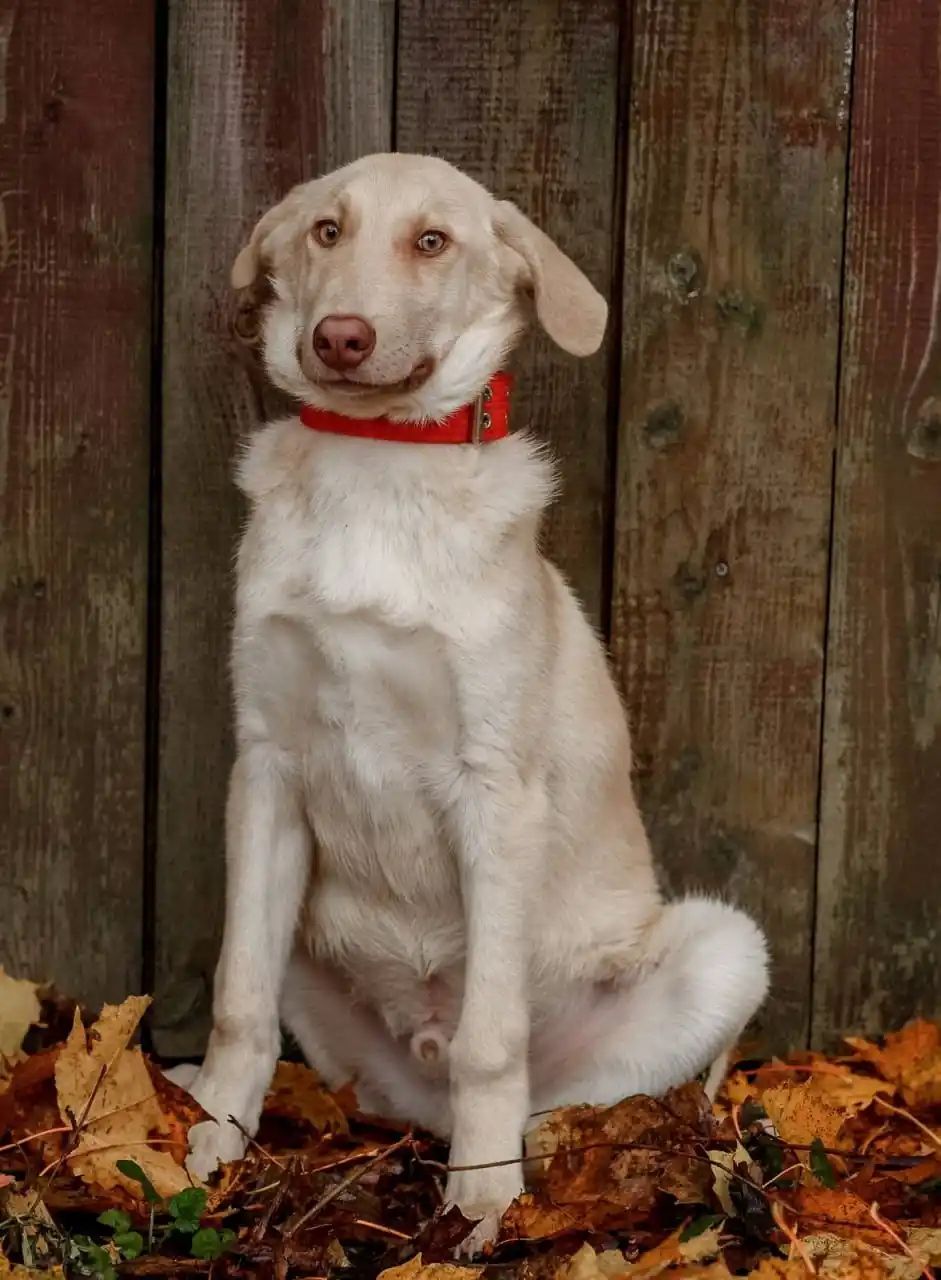 Фаворит - красивый молодой пёс