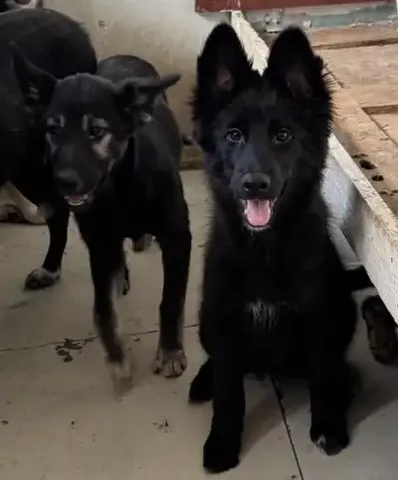 Срочное пристройство щенков - Животные в Москва, Мытищи