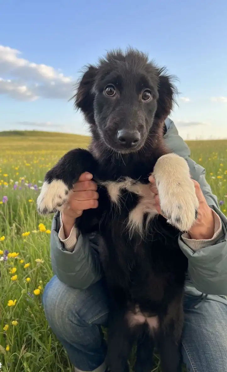 Срочное пристройство щенков