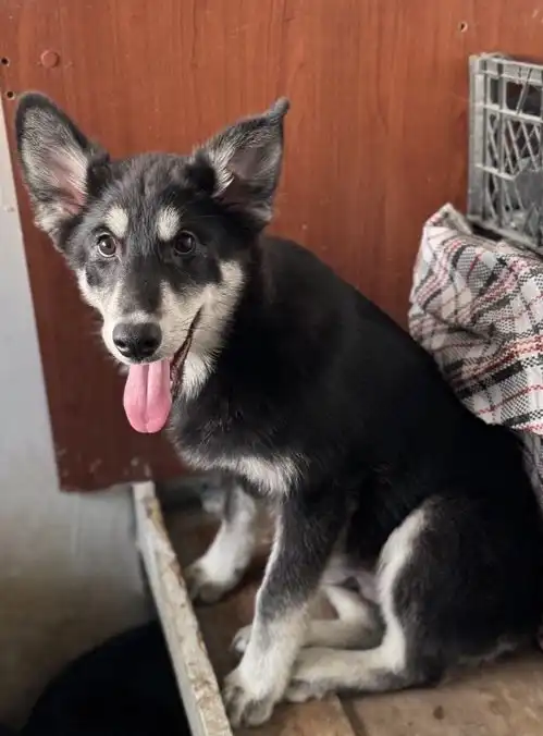 Срочное пристройство щенков