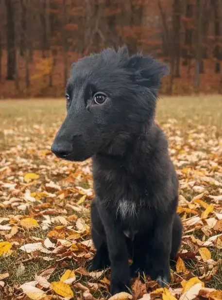 Срочное пристройство щенков