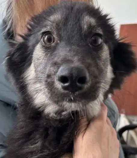 Срочное пристройство щенков