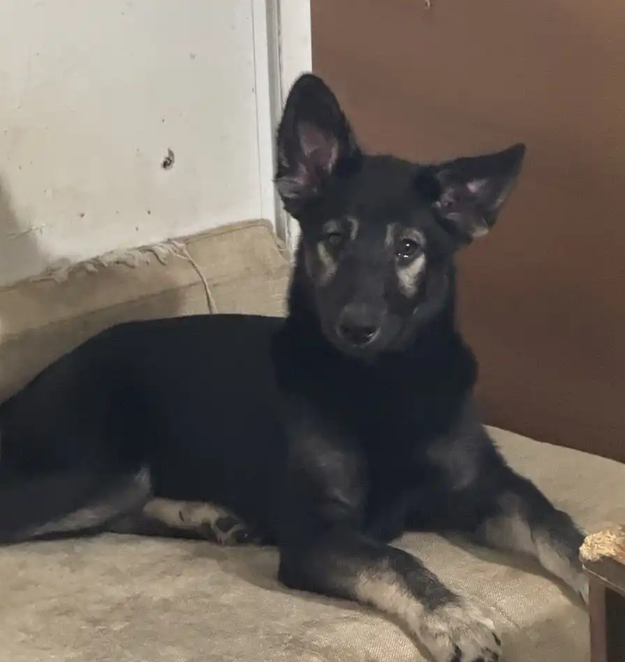 Срочное пристройство щенков