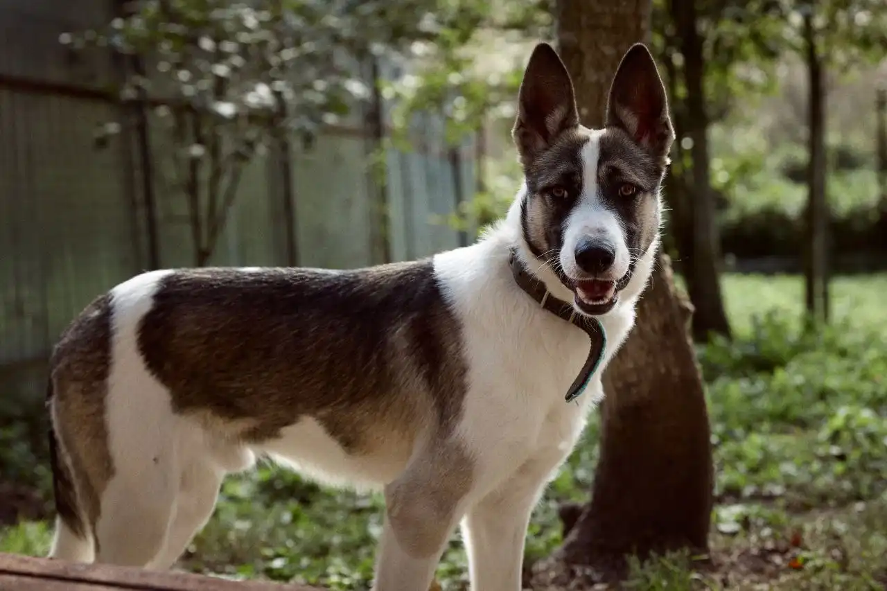 Щенок Бэтмен ищет хозяев