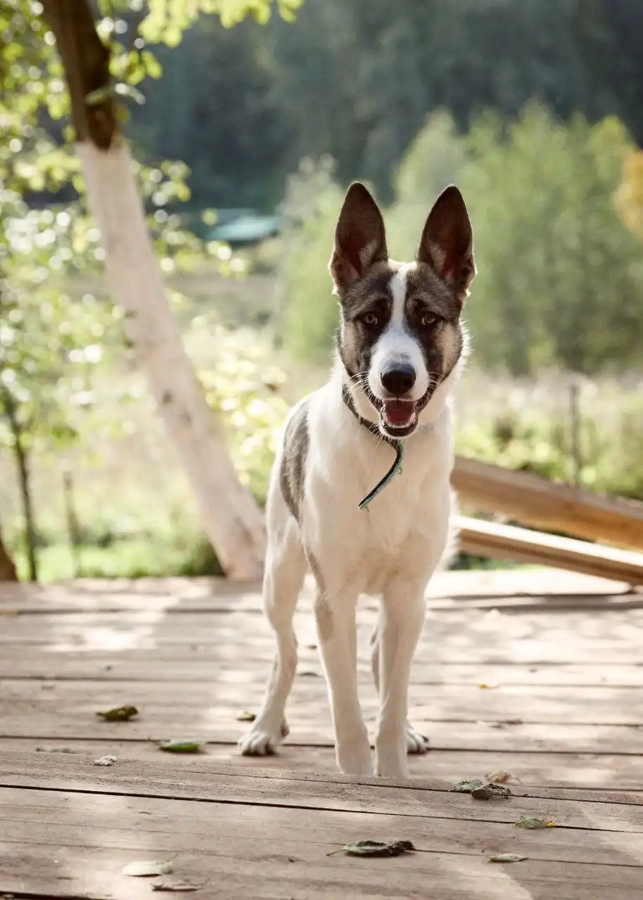 Щенок Бэтмен ищет хозяев