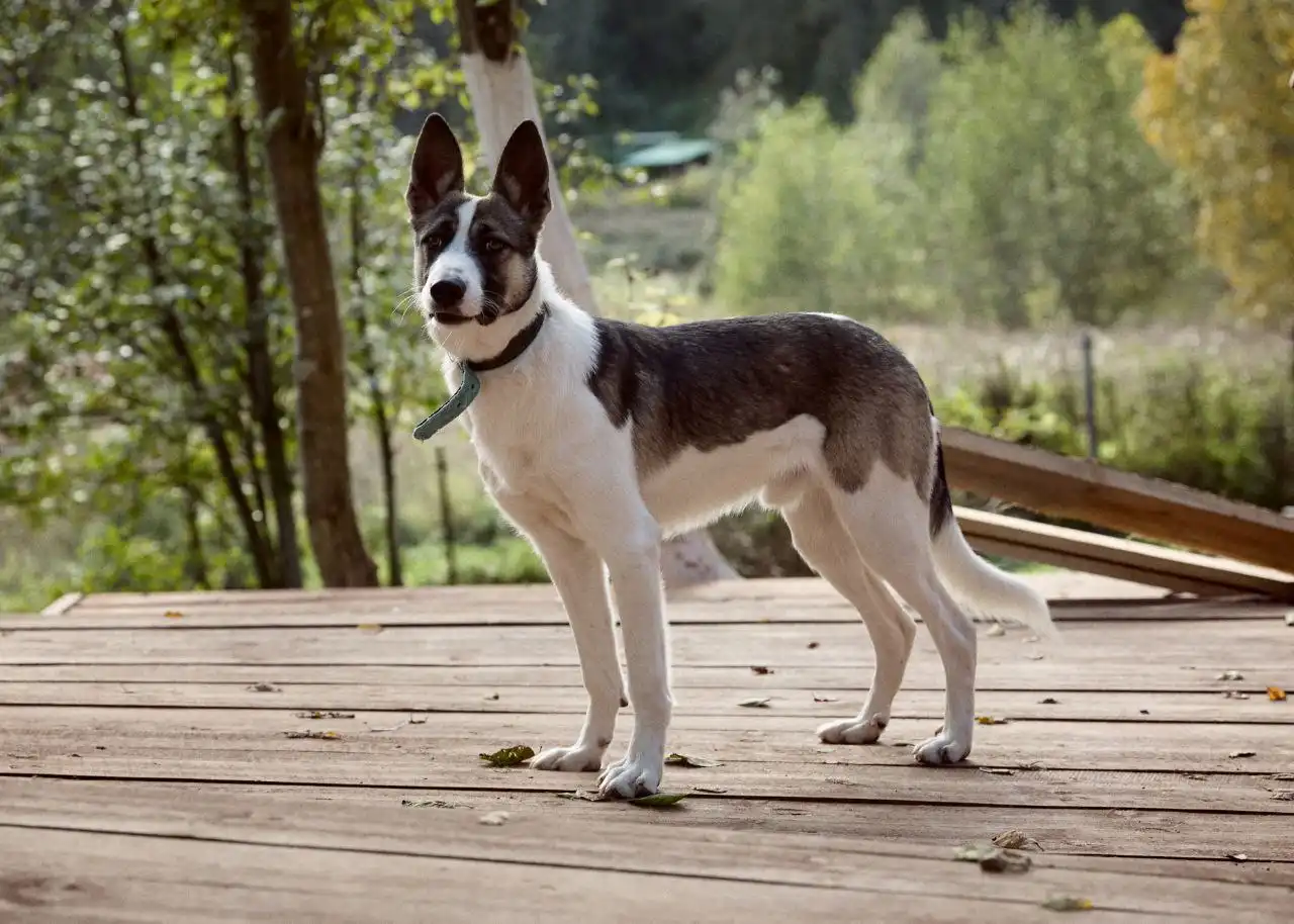 Щенок Бэтмен ищет хозяев