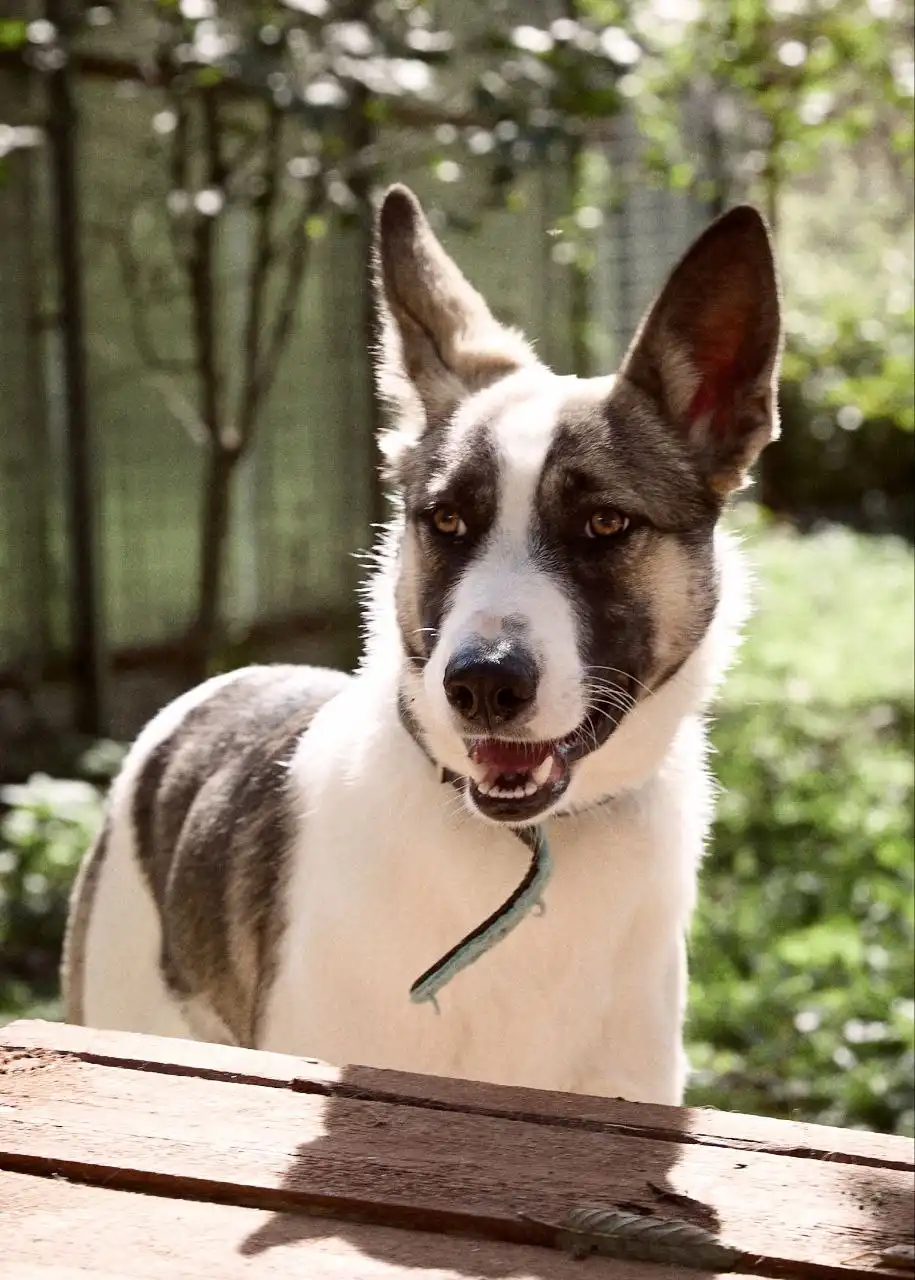 Щенок Бэтмен ищет хозяев