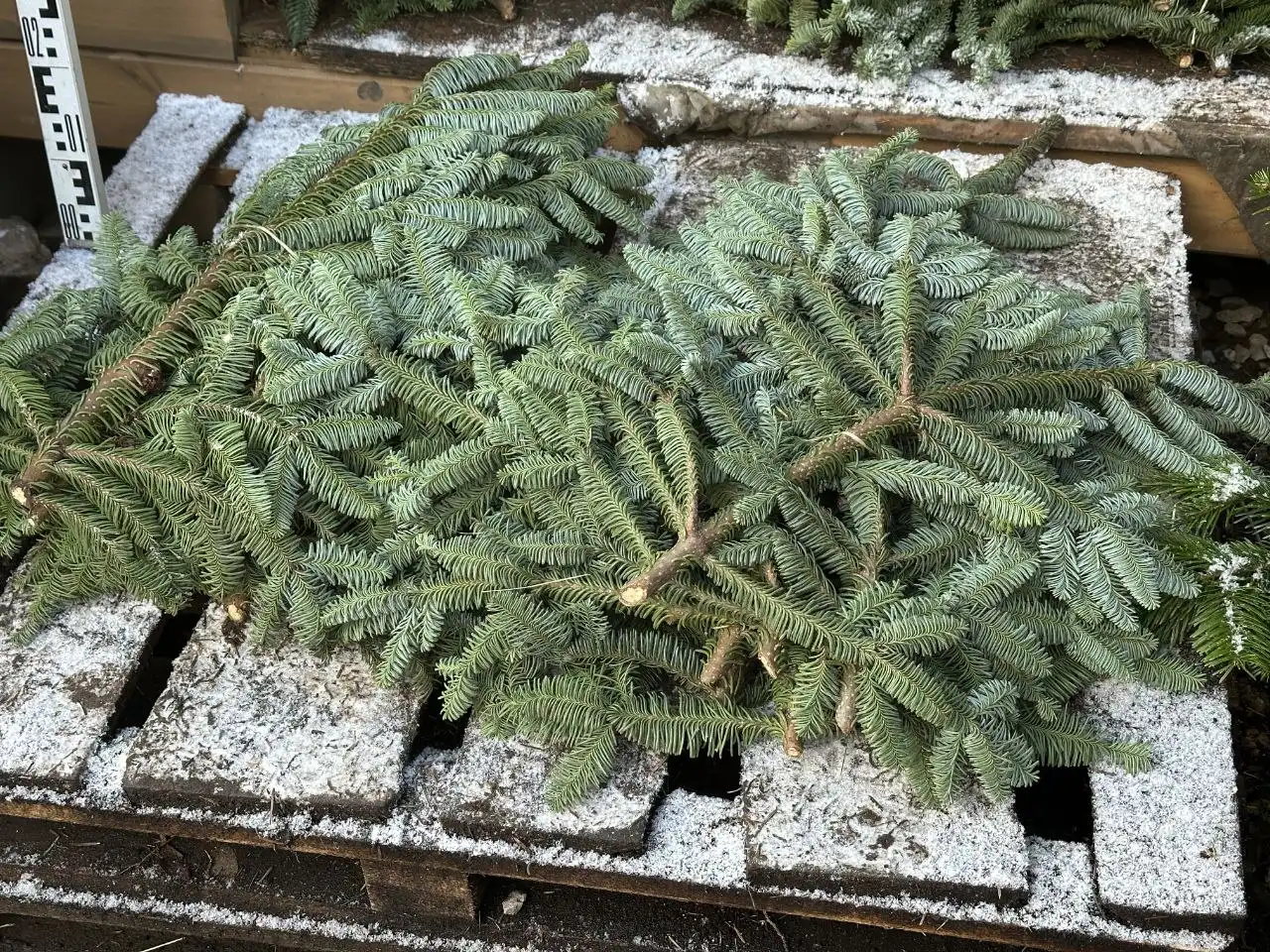 Продажа новогодних елей и хвойных растений