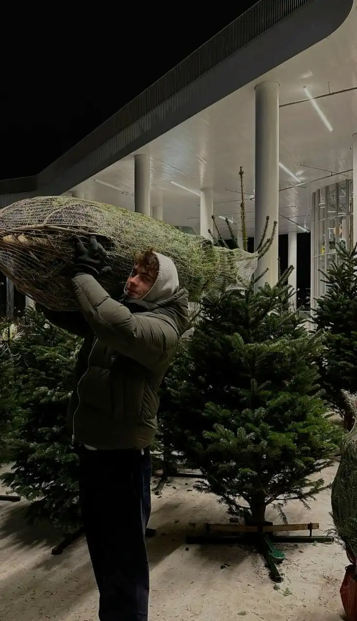 Продажа живых елей, сосен и пихт премиум-класса