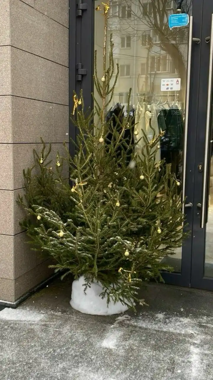 Продажа живых елей, сосен и пихт премиум-класса