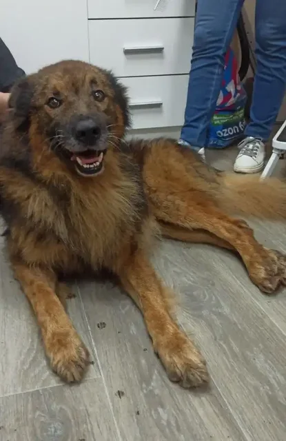 Собака Малыш ищет дом - Животные в Москва