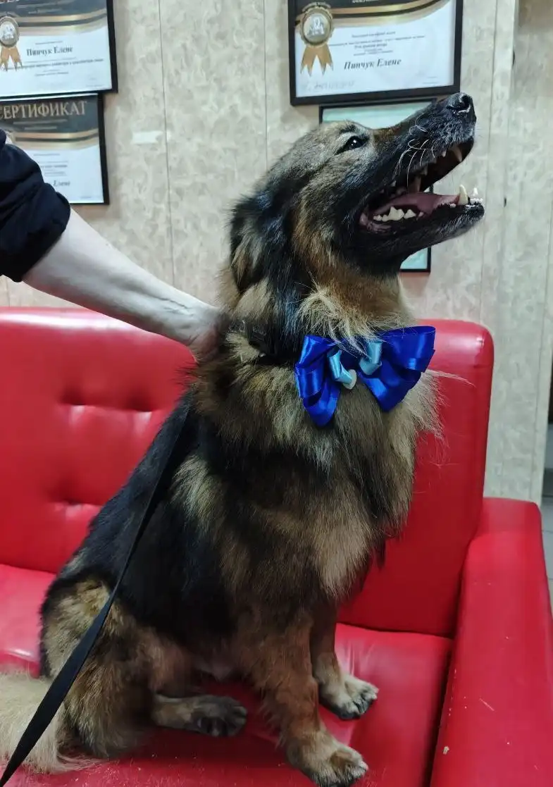 Собака Малыш ищет дом