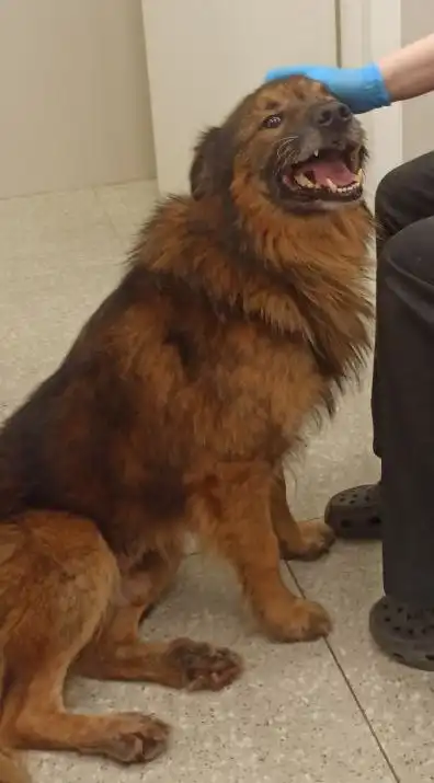 Собака Малыш ищет дом