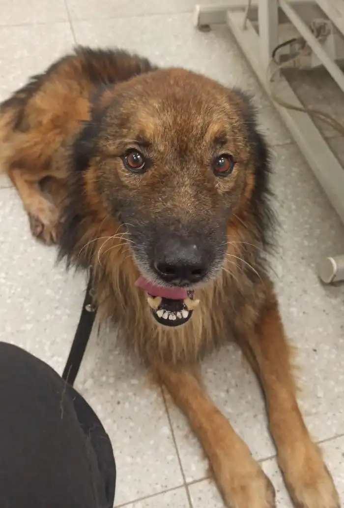 Собака Малыш ищет дом