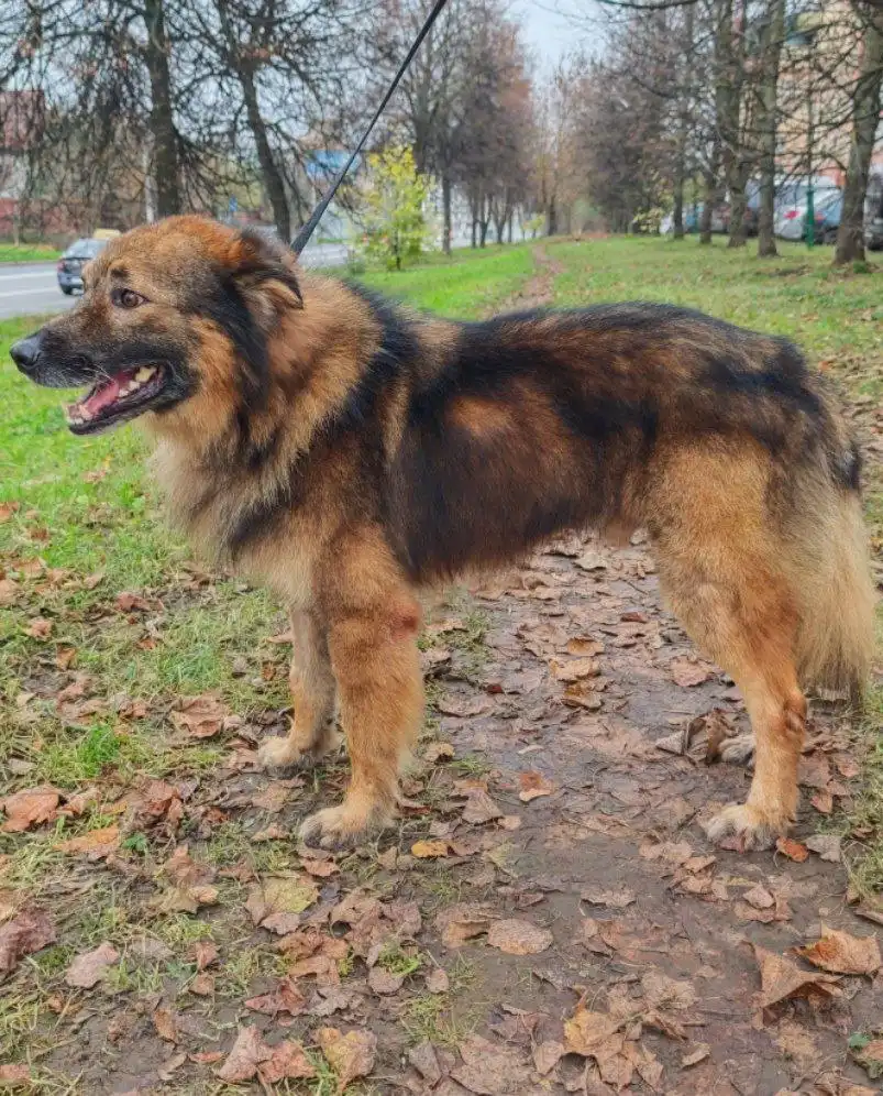 Собака Малыш ищет дом