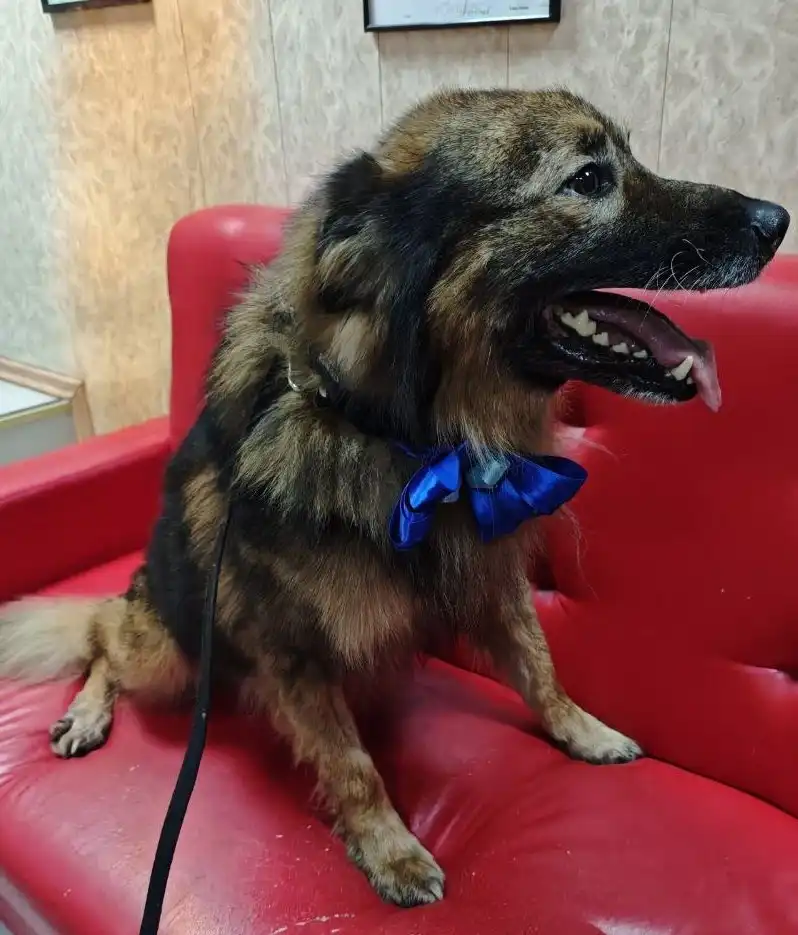 Собака Малыш ищет дом