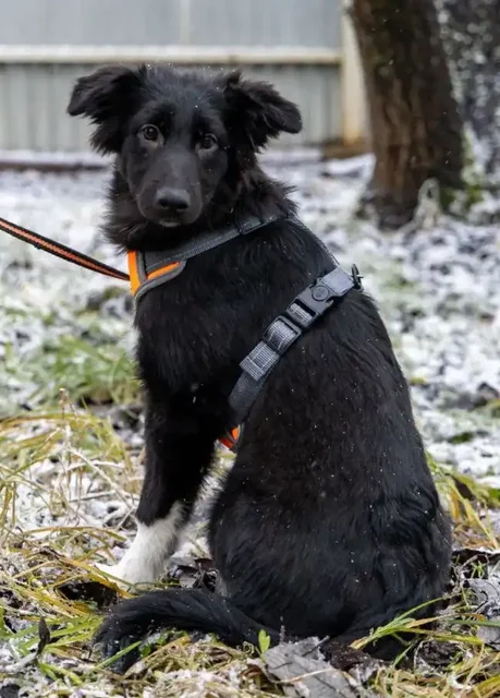Срочное пристройство щенков в Москве и МО - Животные в Москва