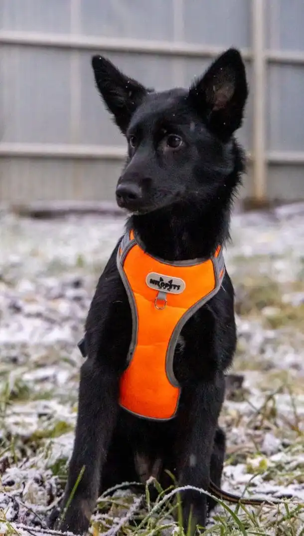 Срочное пристройство щенков в Москве и МО