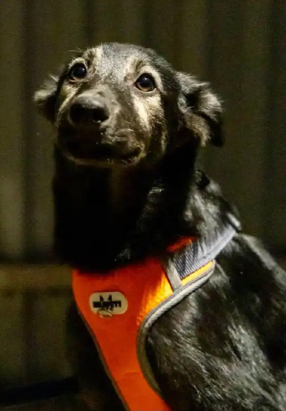 Срочное пристройство щенков в Москве и МО