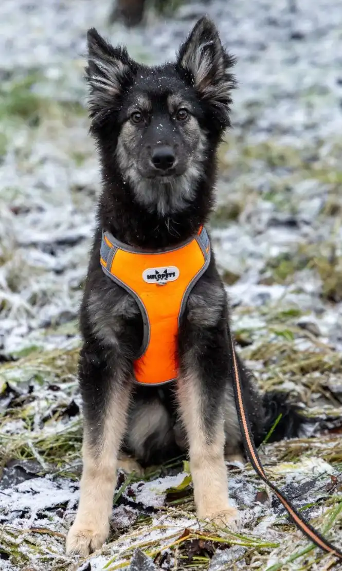 Срочное пристройство щенков в Москве и МО
