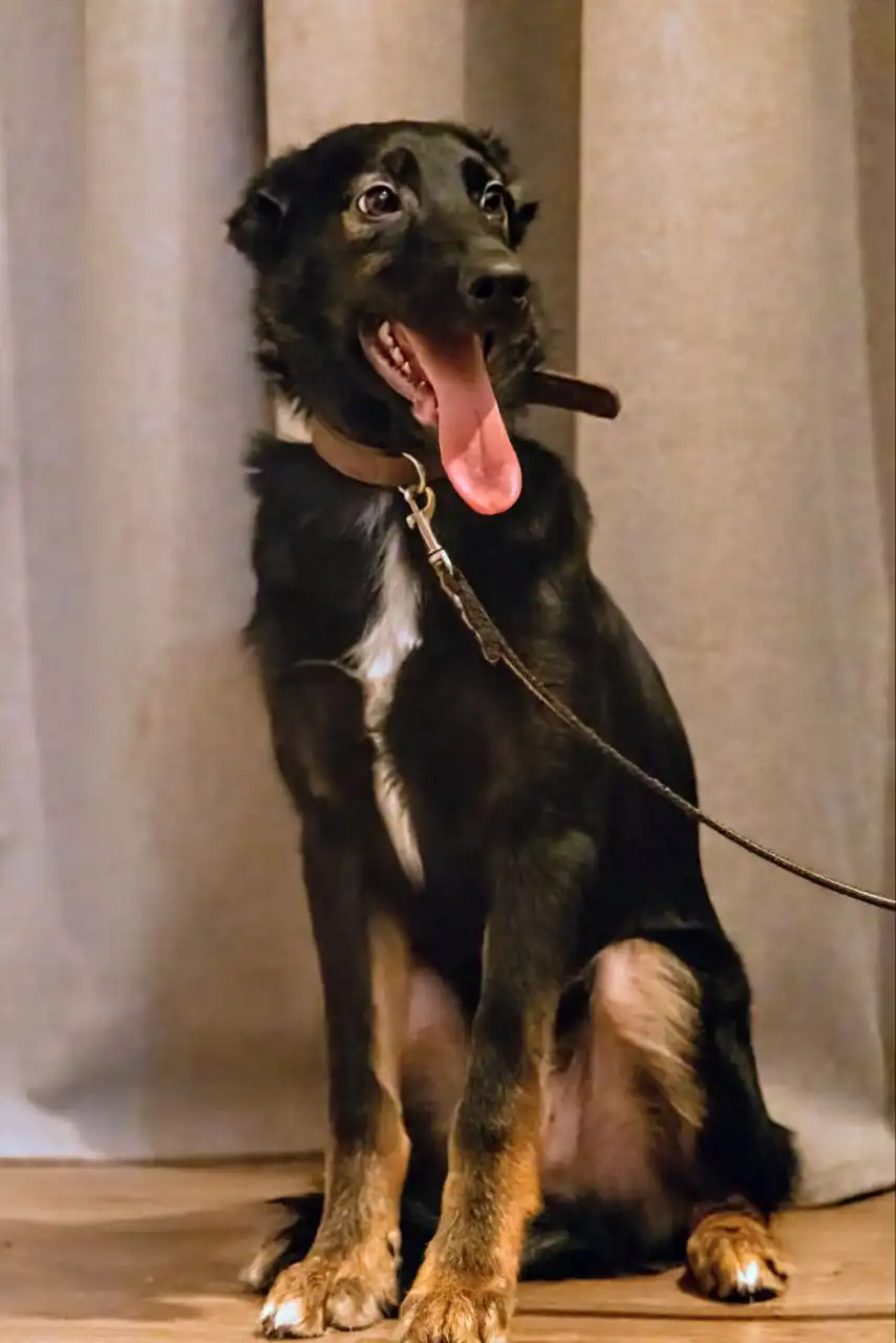 Срочное пристройство щенков в Москве и МО