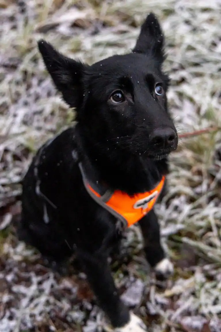 Щенки метисы овчарки и хаски ищут дом