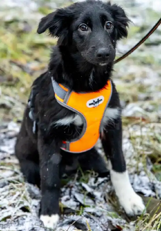 Щенки метисы овчарки и хаски ищут дом