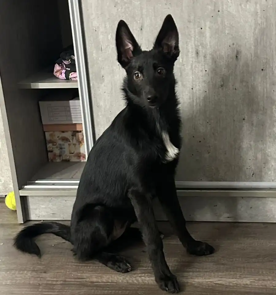 Щенки метисы овчарки и хаски ищут дом