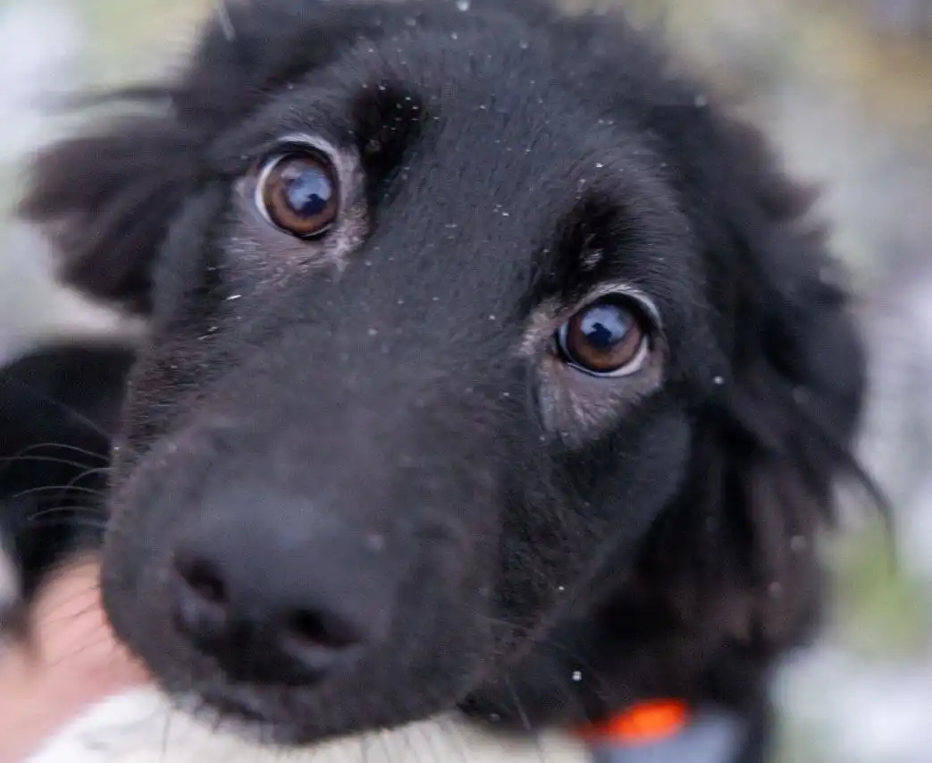 Щенки метисы овчарки и хаски ищут дом