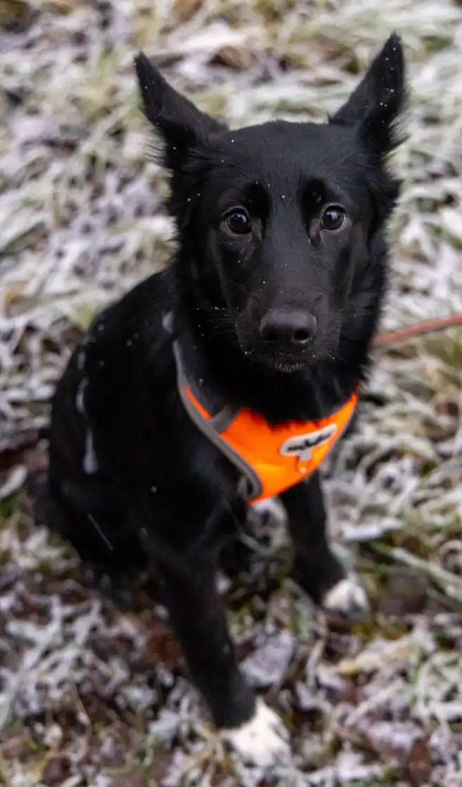 Щенки метисы овчарки и хаски ищут дом