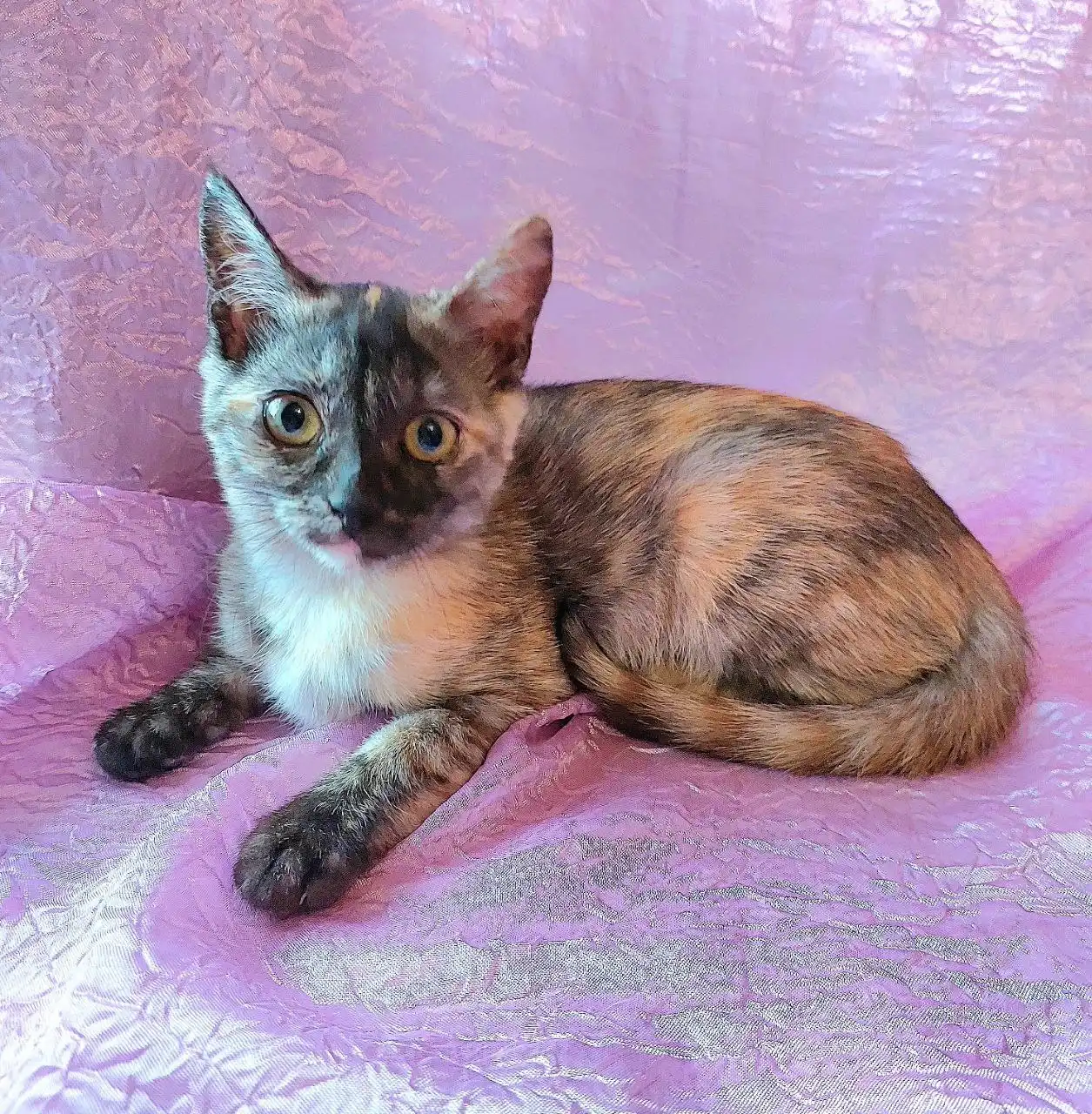 Трёхцветная кошечка 3 месяца ищет дом в Москве