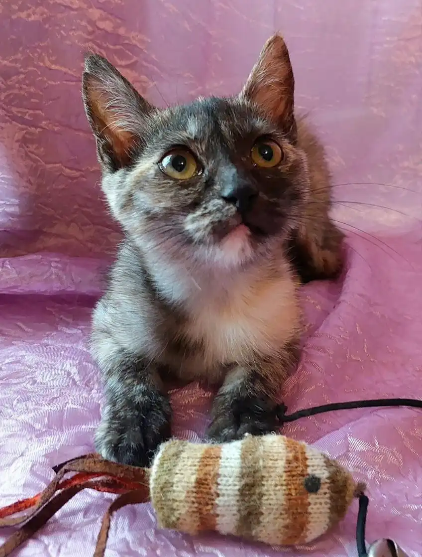Трёхцветная кошечка 3 месяца ищет дом в Москве