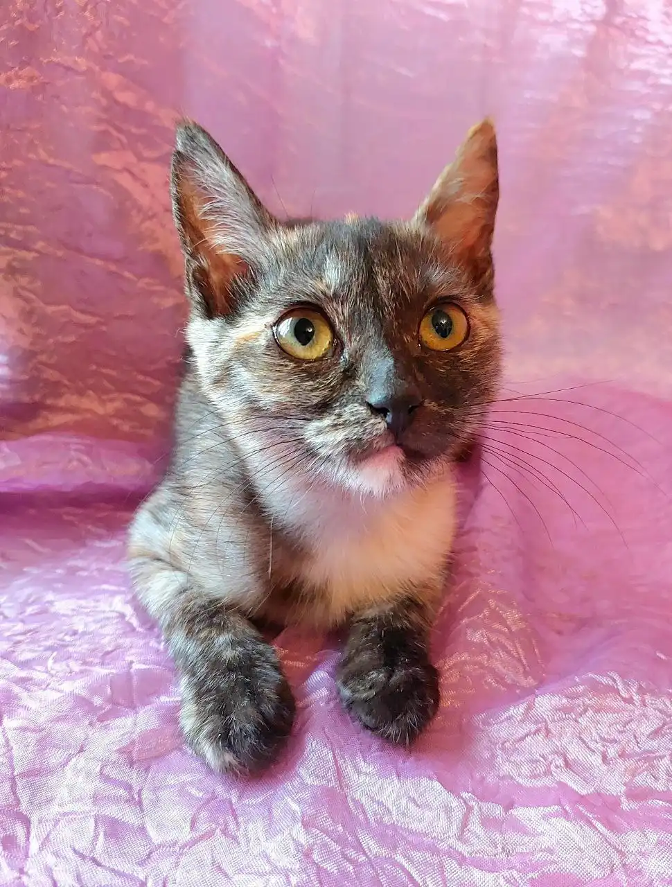 Трёхцветная кошечка 3 месяца ищет дом в Москве