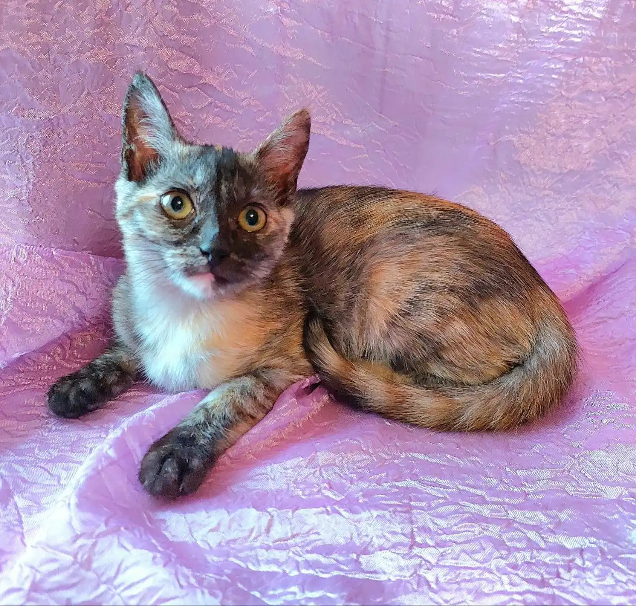 Трёхцветная кошечка 3 месяца ищет дом в Москве