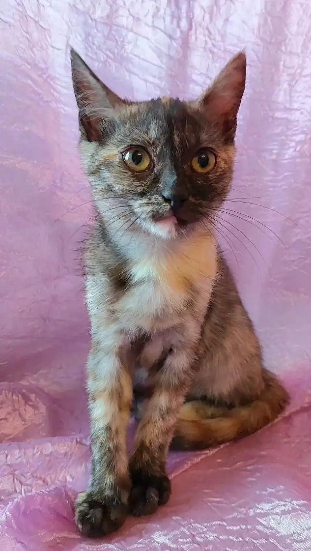 Трёхцветная кошечка 3 месяца ищет дом в Москве
