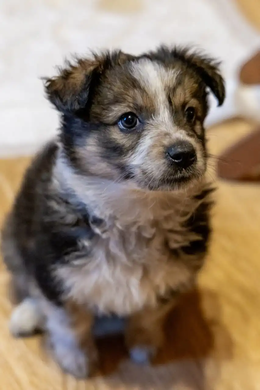 Срочное пристройство щенков в Москве