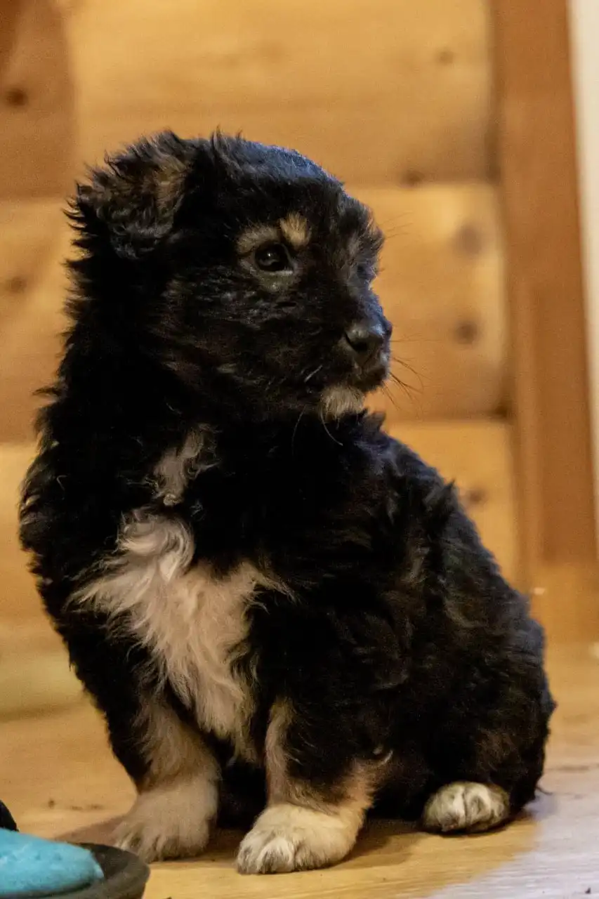 Срочное пристройство щенков в Москве