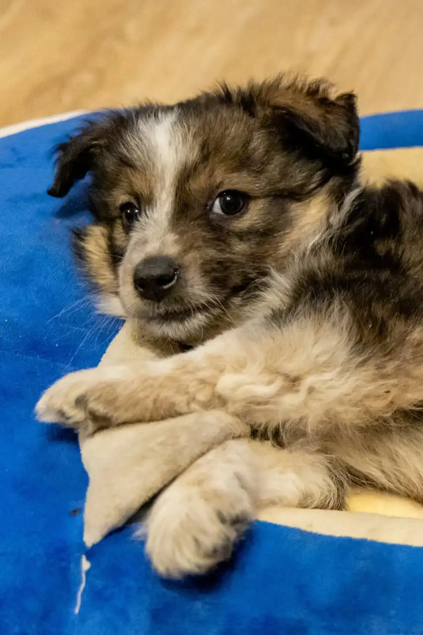 Срочное пристройство щенков в Москве