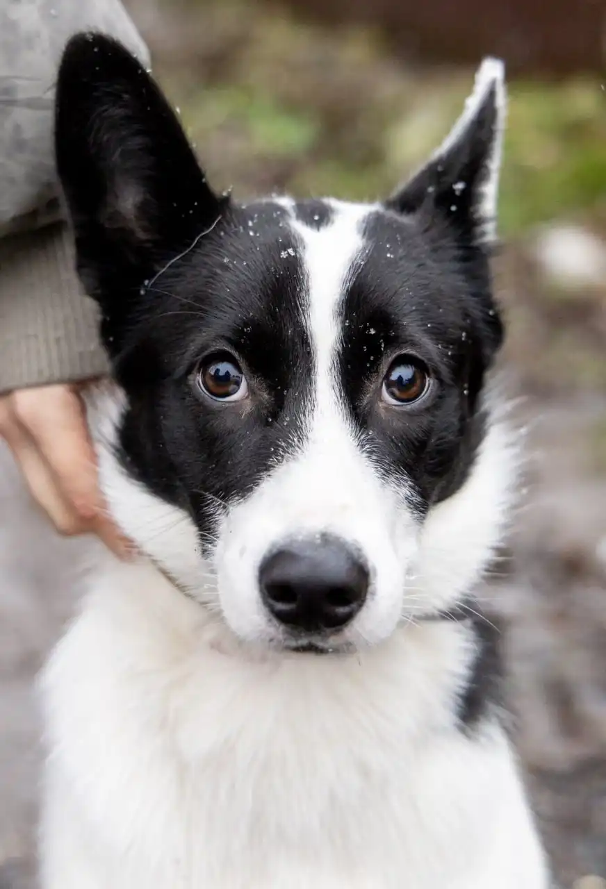 Собачка Лада ищет дом или передержку
