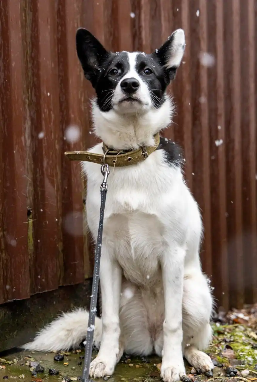 Собачка Лада ищет дом или передержку